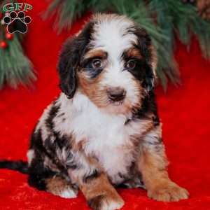 Walter, Mini Bernedoodle Puppy